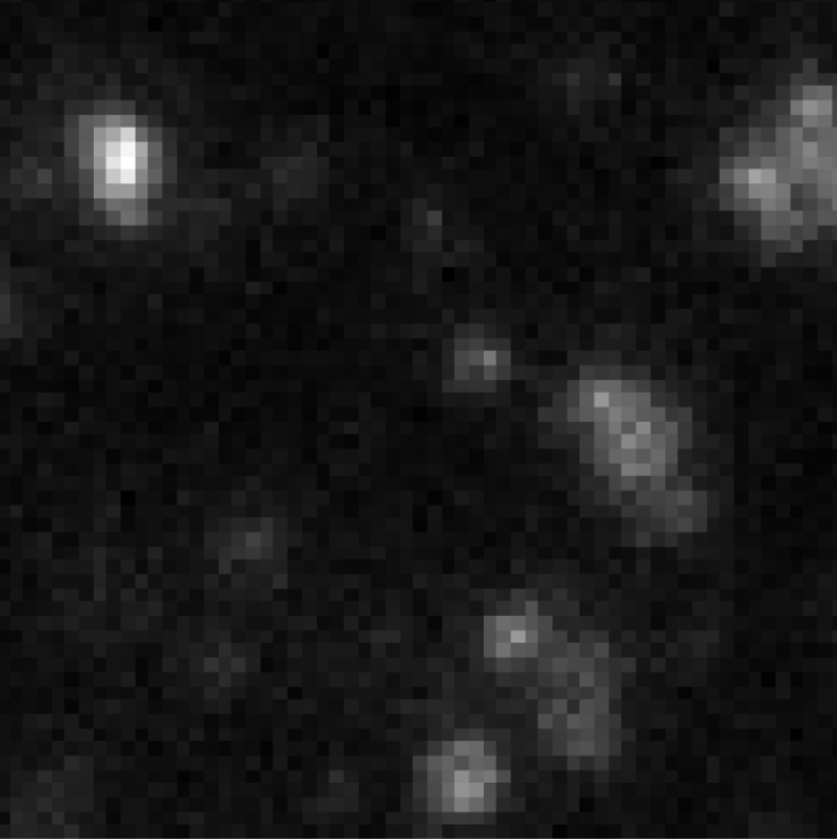 Comparison microscopy image