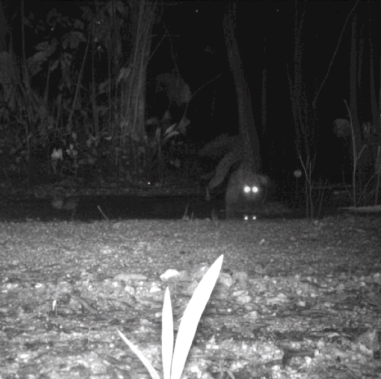 Full Restoration Image